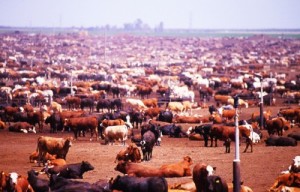 livestock-article1